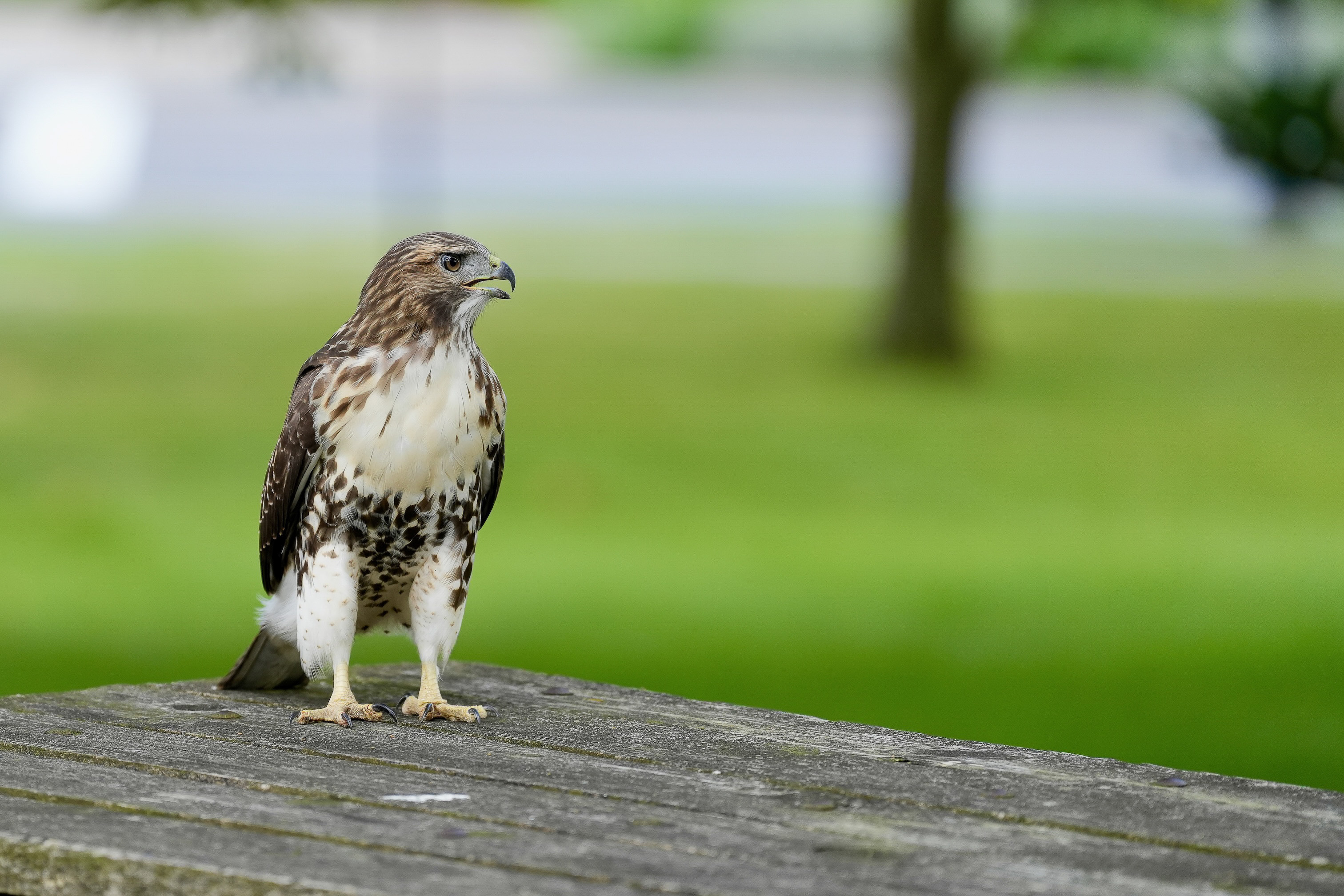 Red-tailed Hawks N1 and N2